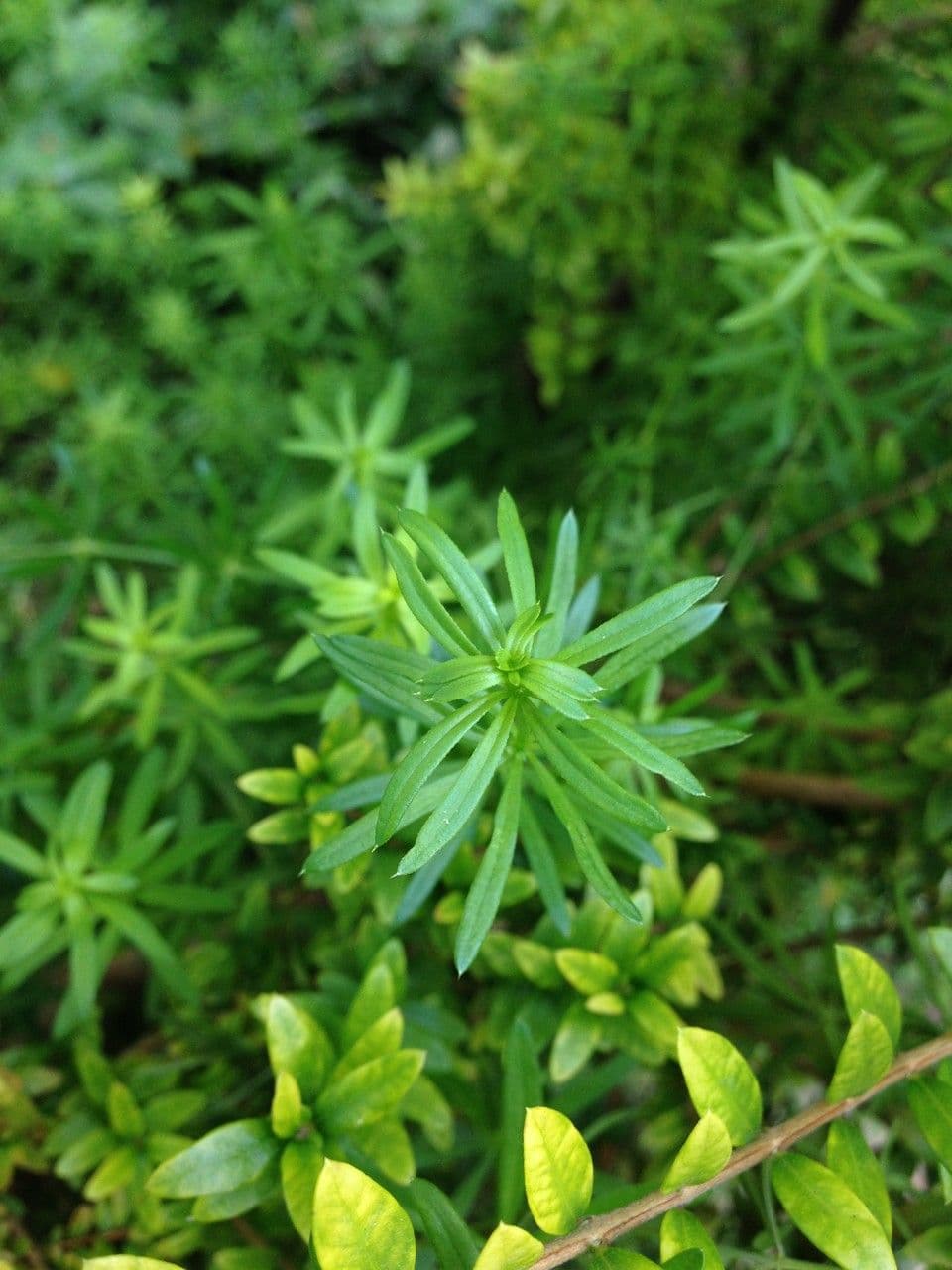 Galium 24