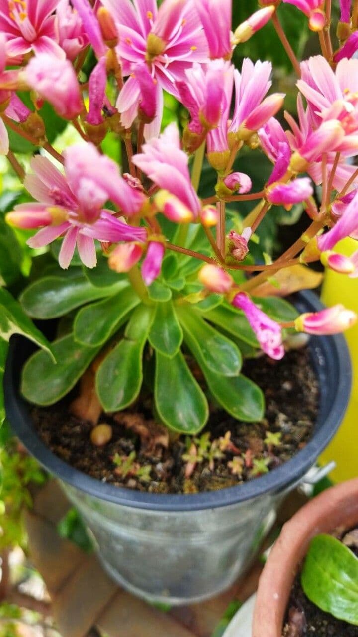Lewisia cotyledon 17