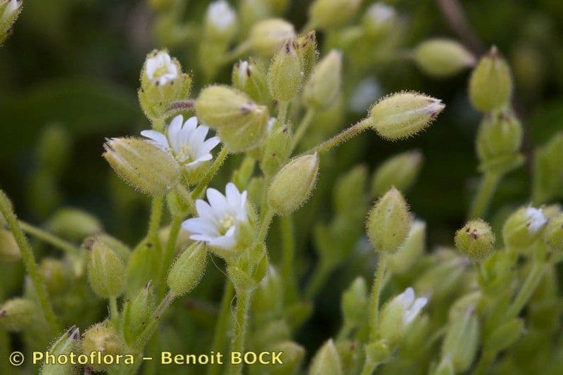Cerastio gracile 4