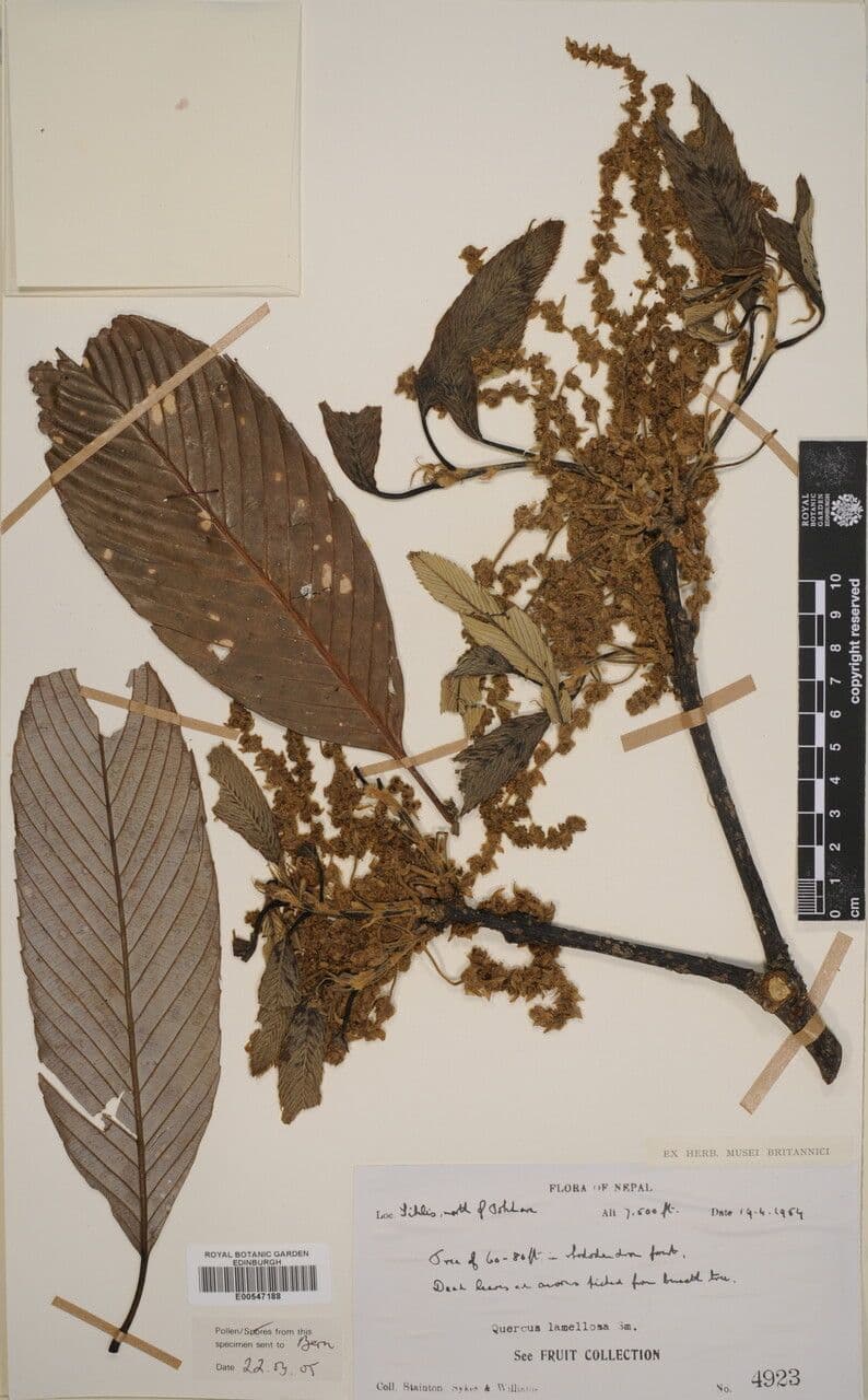 Quercia 4