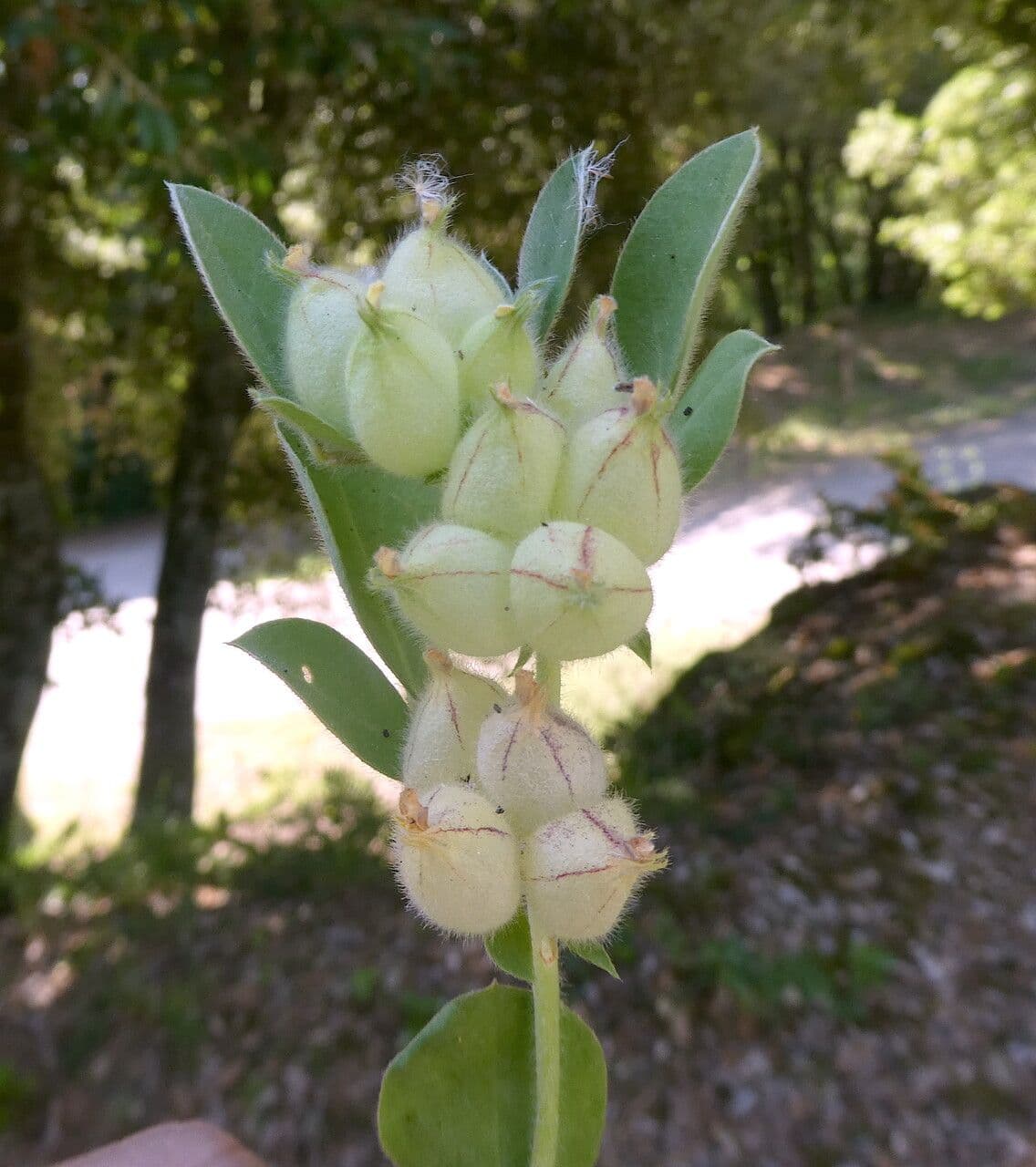 Tripodion tetraphyllum 5