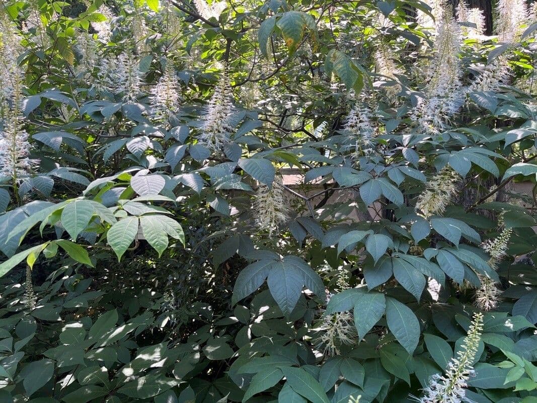 Jírovec 13