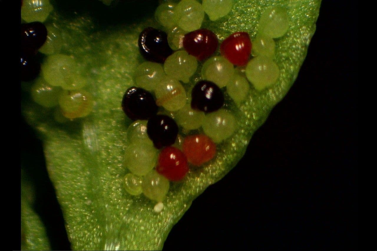 Anogramma leptophylla 3