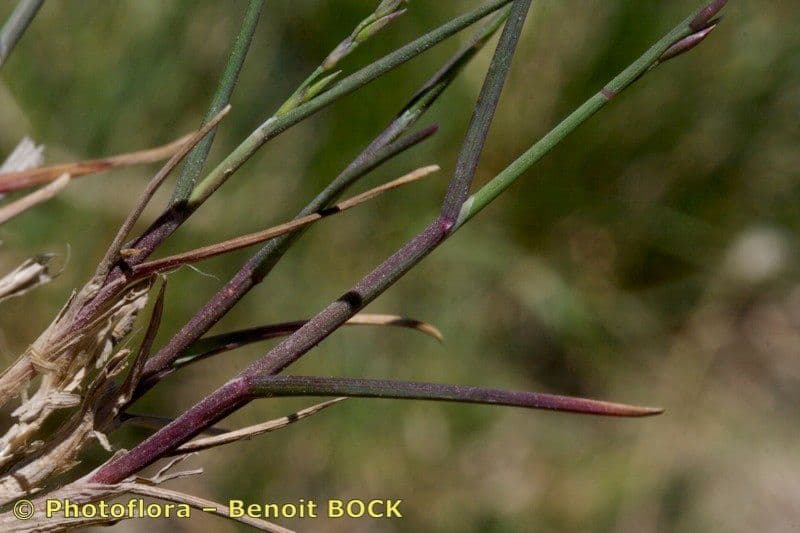 Blaugrüne Grannen-Rispengras 4