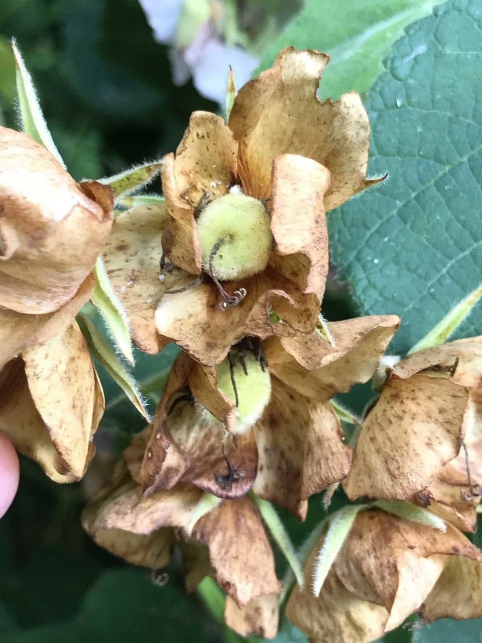 Dombeya burgessiae 2