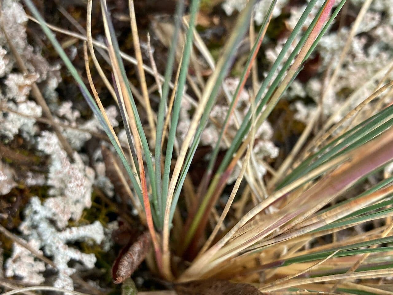 Festuca 11