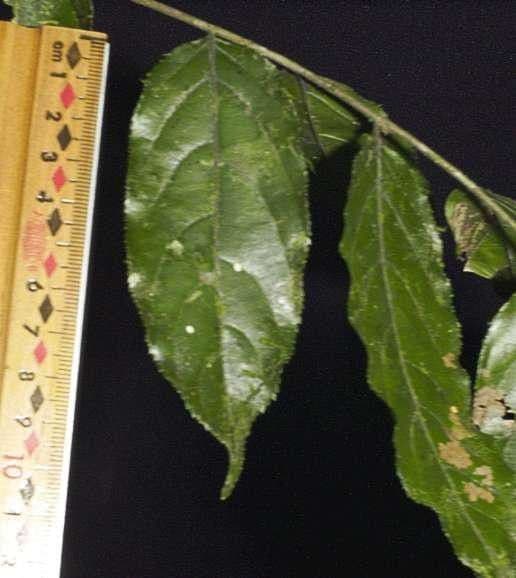 Casearia 16
