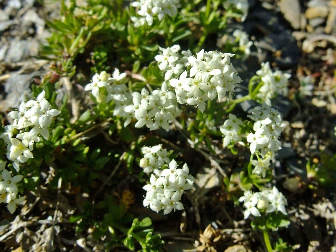 Galium pseudo-svizzero 10