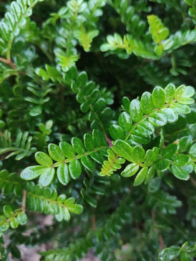 Zanthoxylum