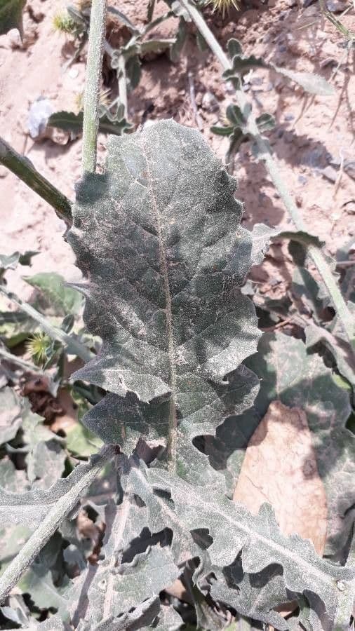Centaurea 18