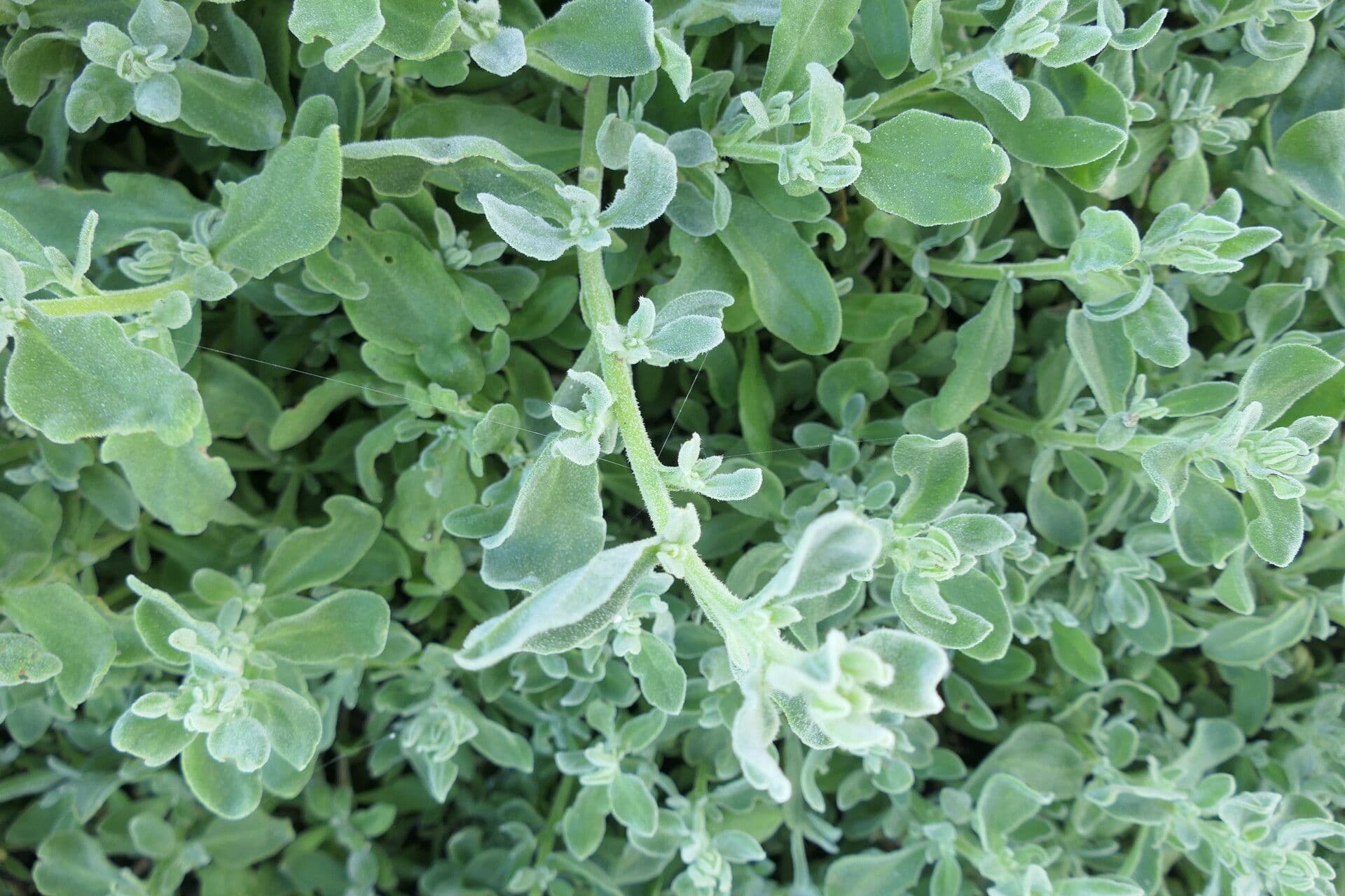 Tetragonia decumbens 5
