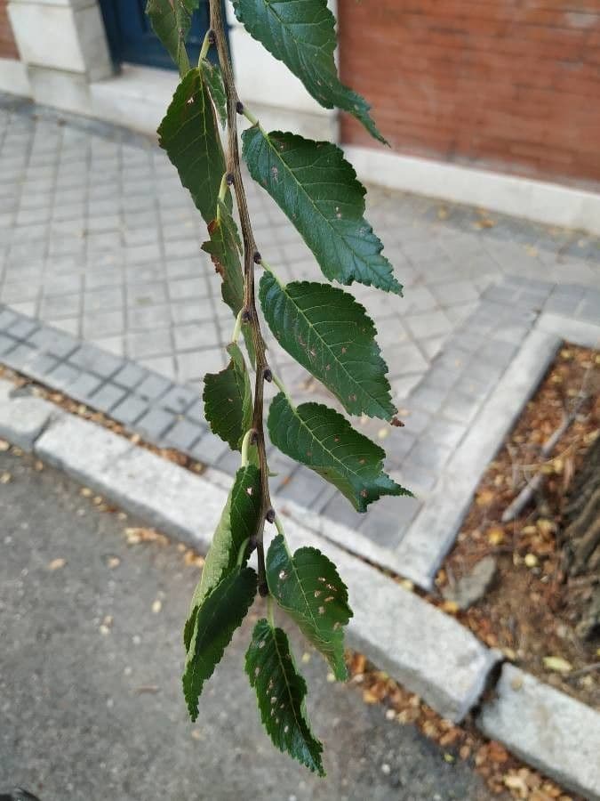 Olmo siberiano 3