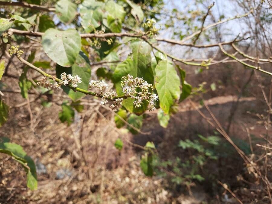 Ehretia 2