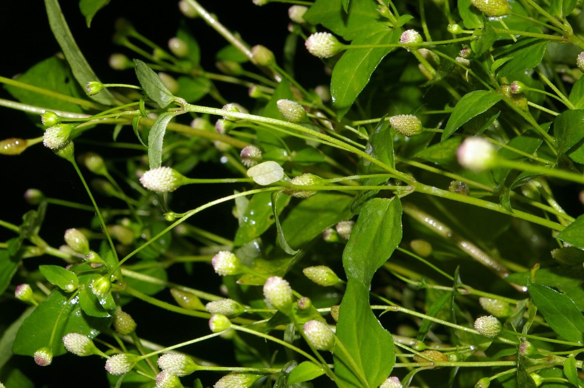 Acmella rastrera 6
