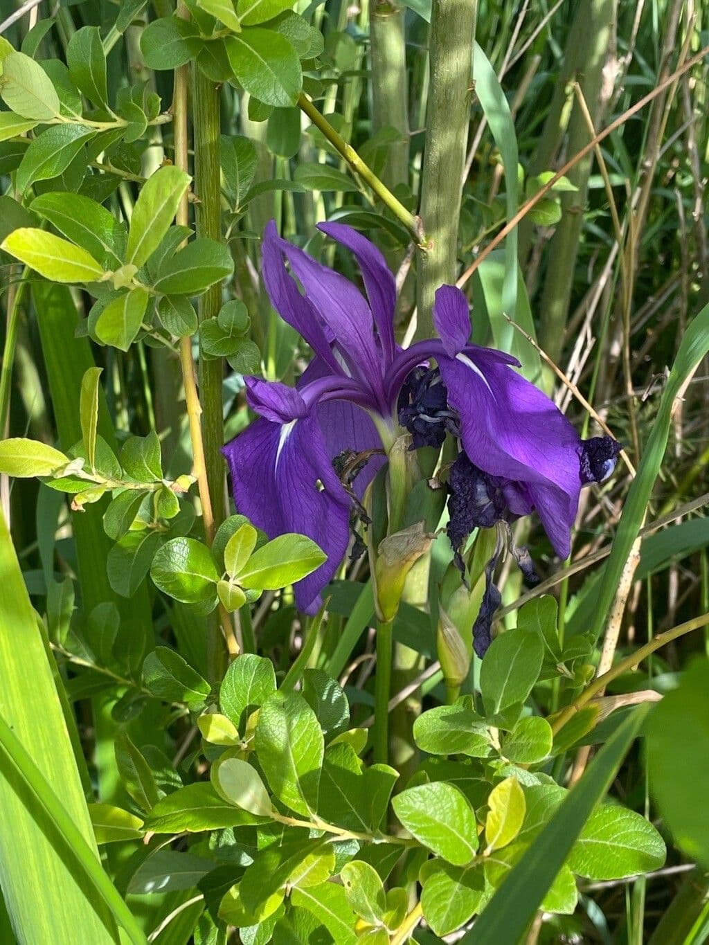 Glattschwertel 6