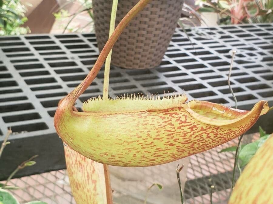 Pianta brocca mirabile 9