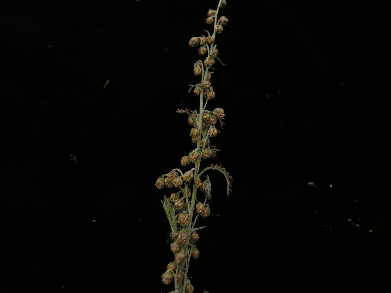 Armoise de Gmelin 3
