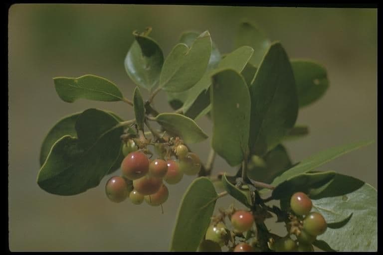 Arbutus patula 5