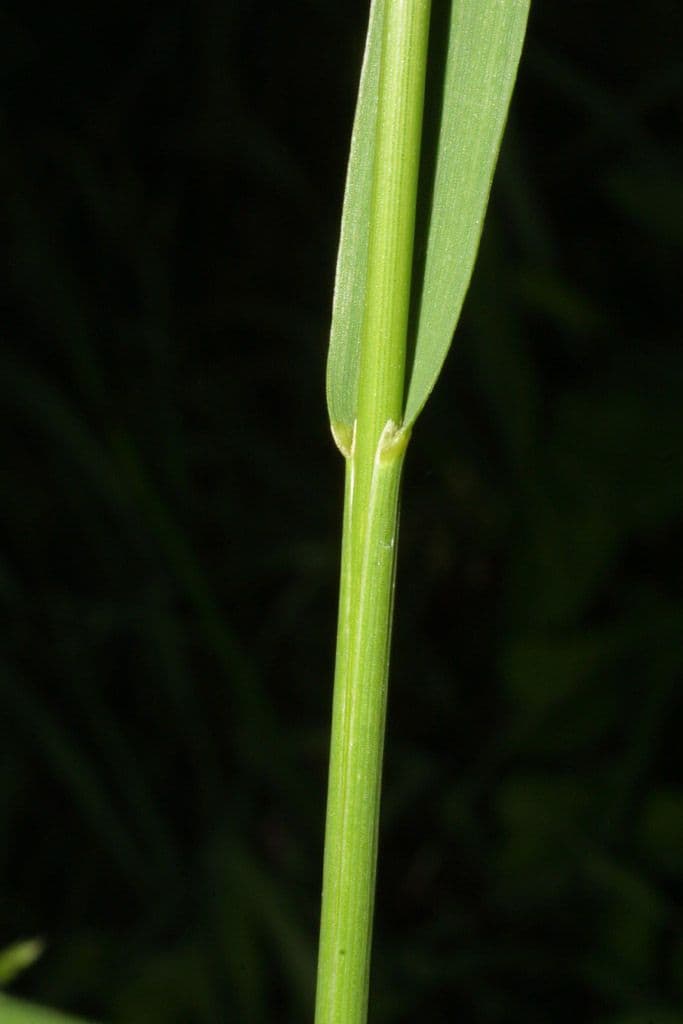 Wehrlose Trespe 23