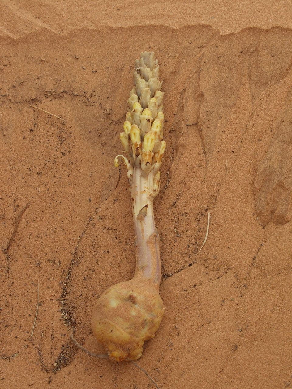 Cistanche 22