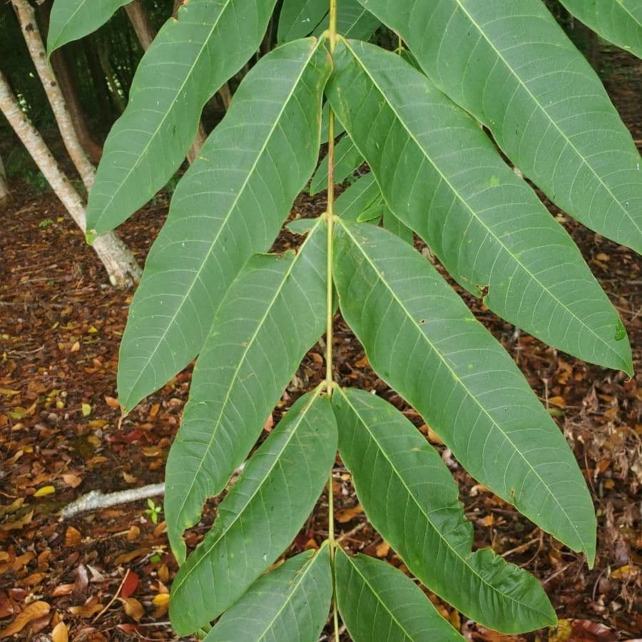 Cedrela fissilis 12