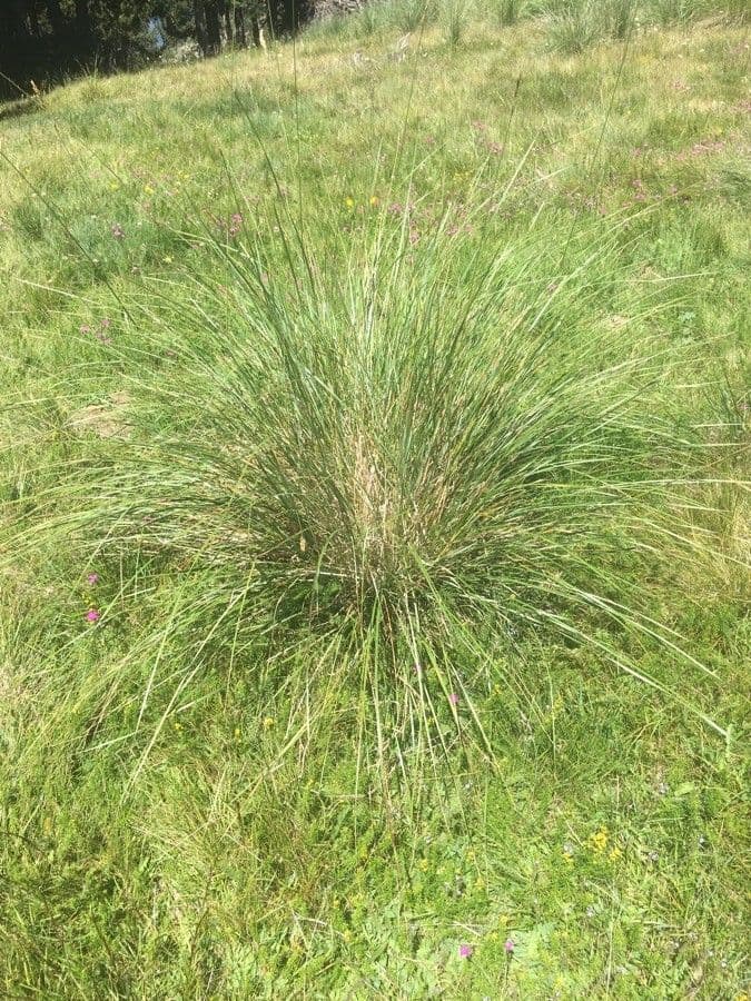 Festuca 2