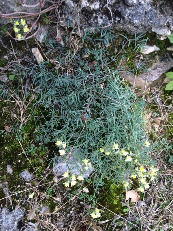 Linaria supina 23