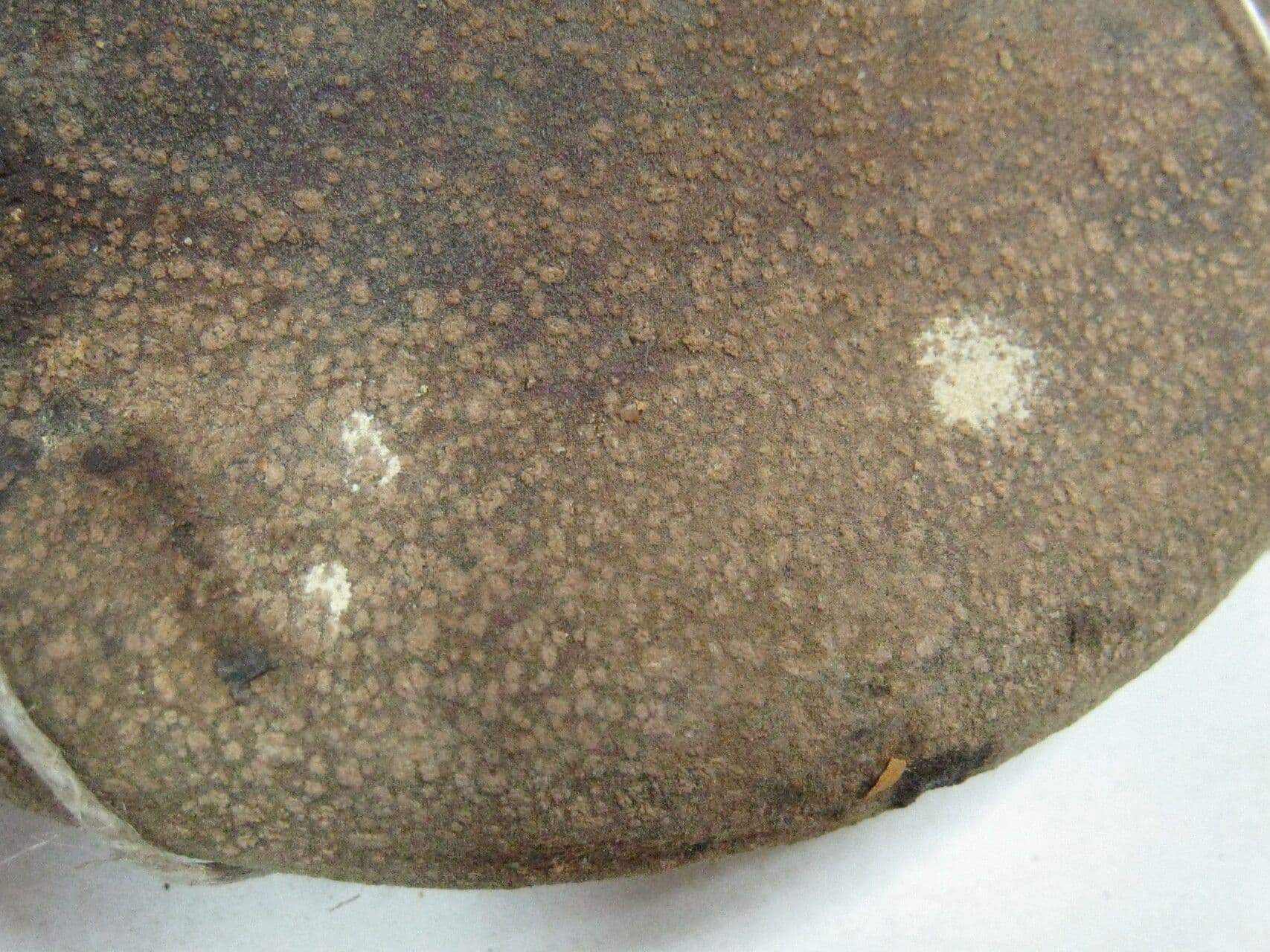 Aspidosperma 5