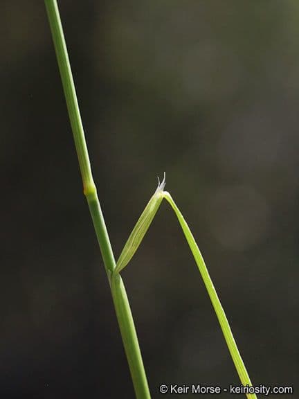 Muhlenbergia 7