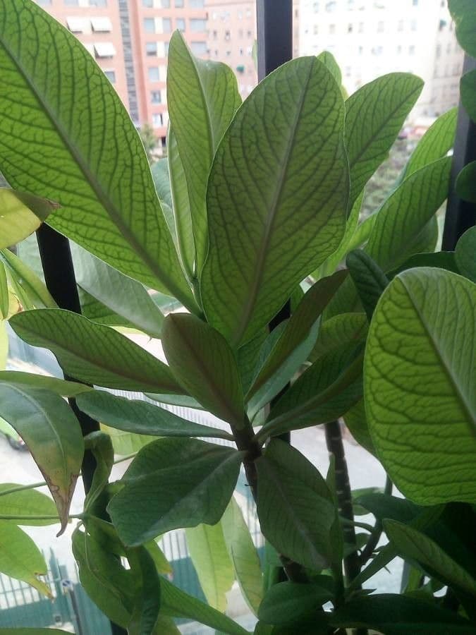 Himatanthus 11