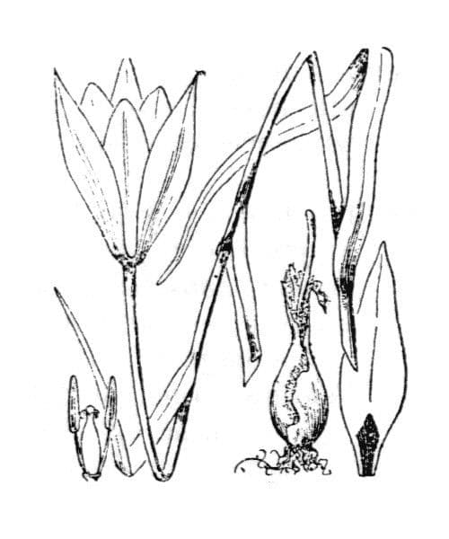 Clusius-Tulpe 24