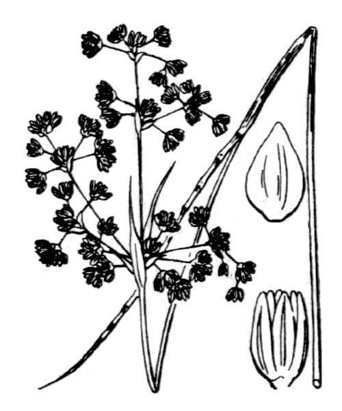 Stumpfblütige Binse 26