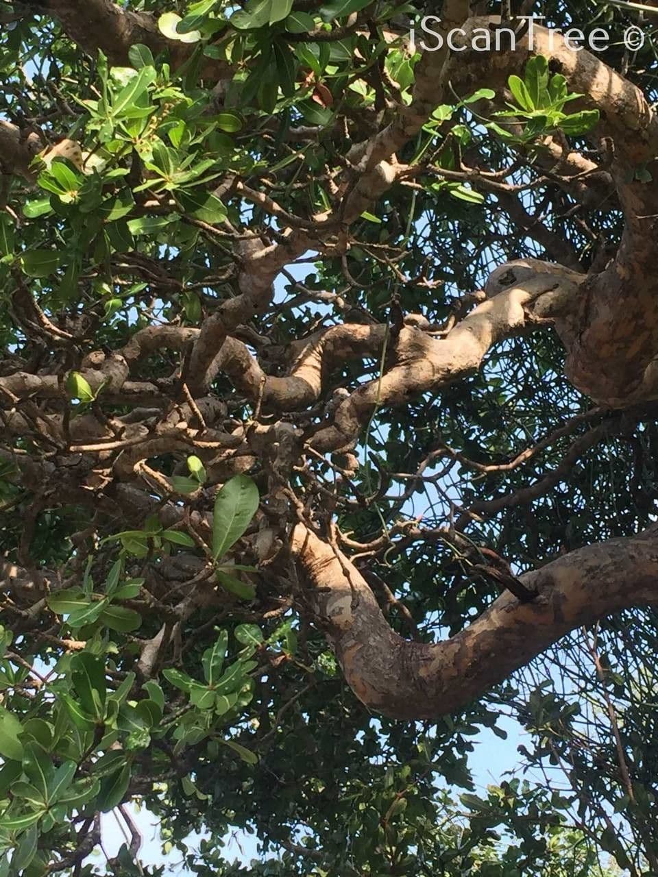 Manilkara 2