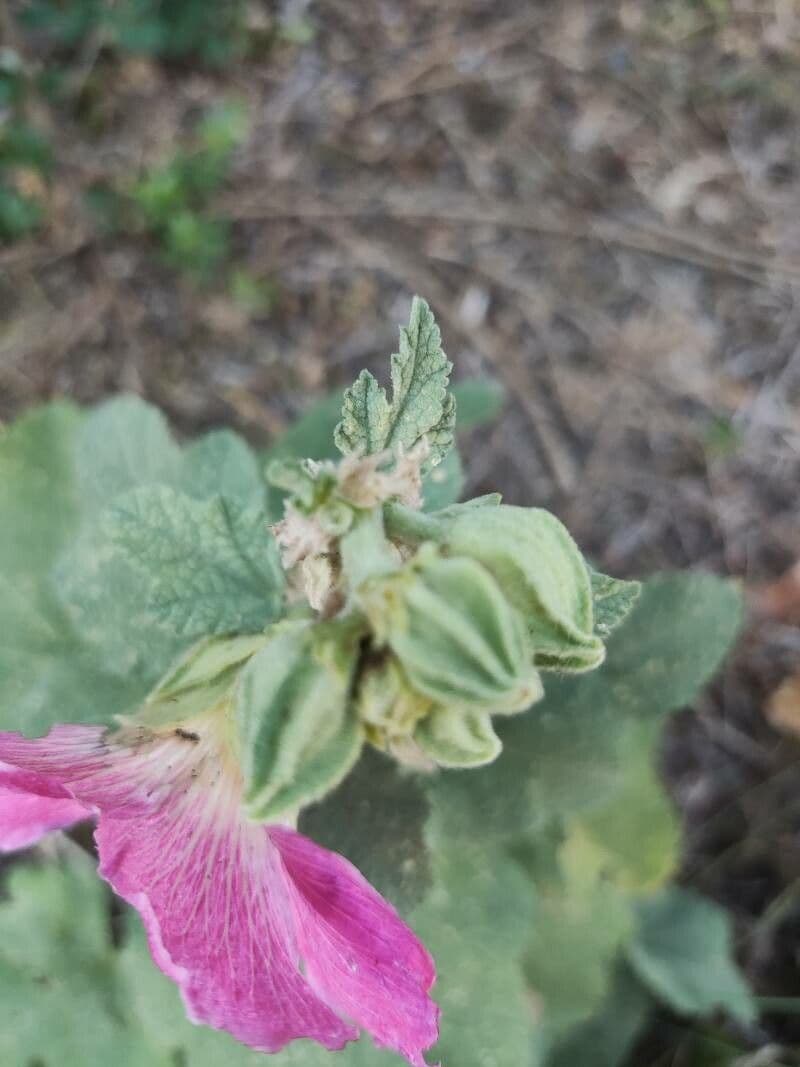 Malva 19
