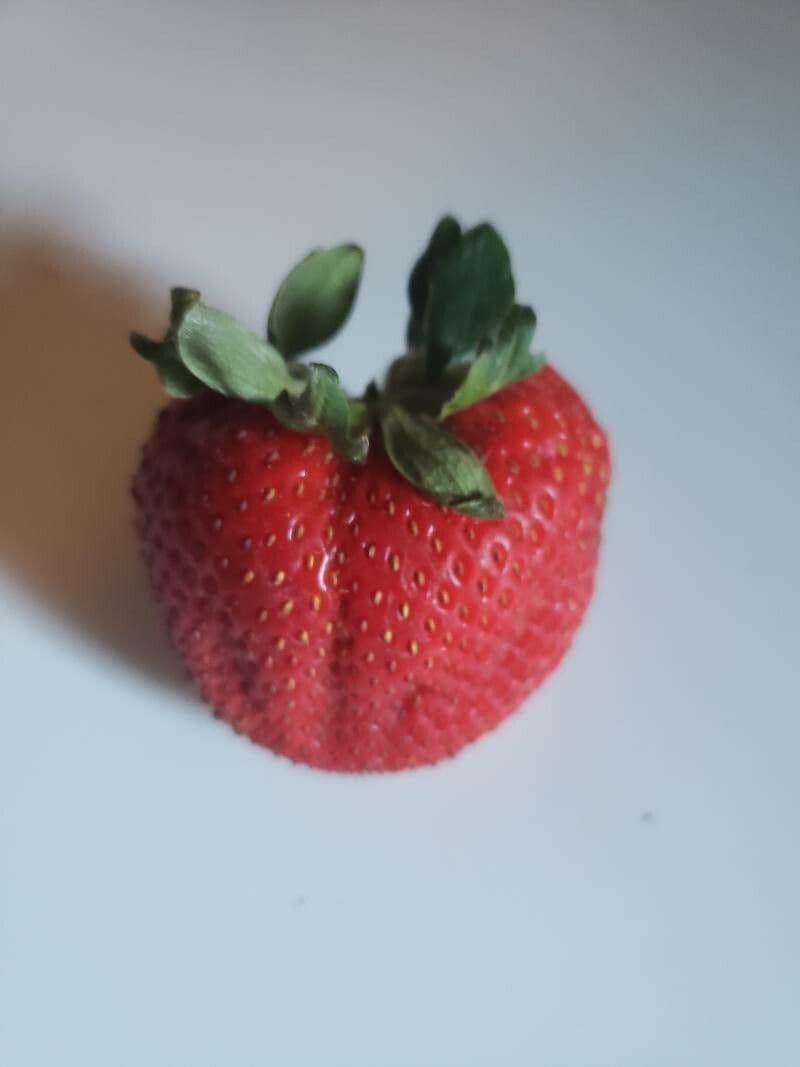 Fragola comune 4