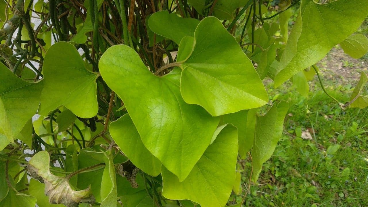 Arzneipflanze 3