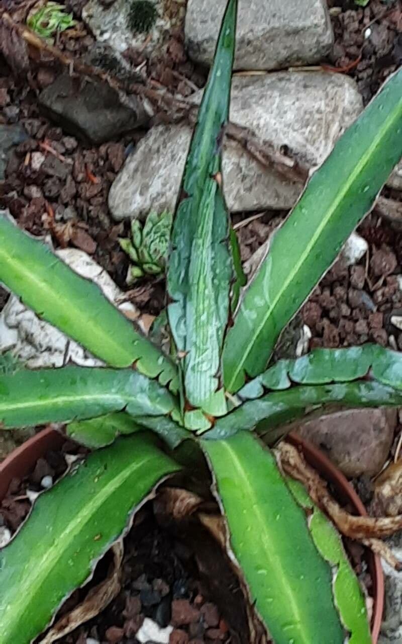 Agave 2