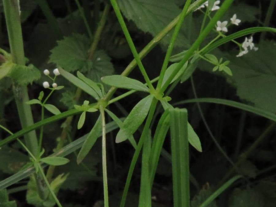 Caglio palustre 20