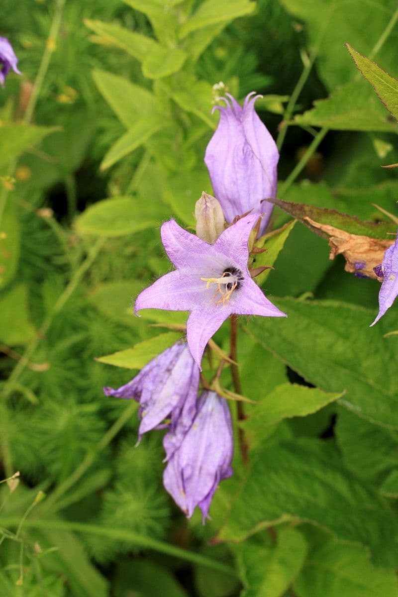 Breitblättrige Glockenblume 19