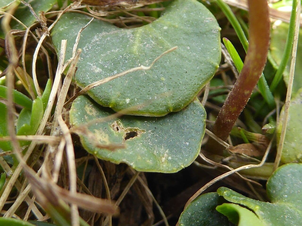 Soldanella comune 18
