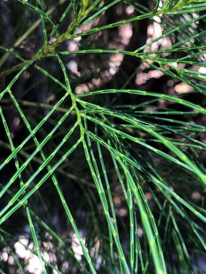 Gymnostoma 12
