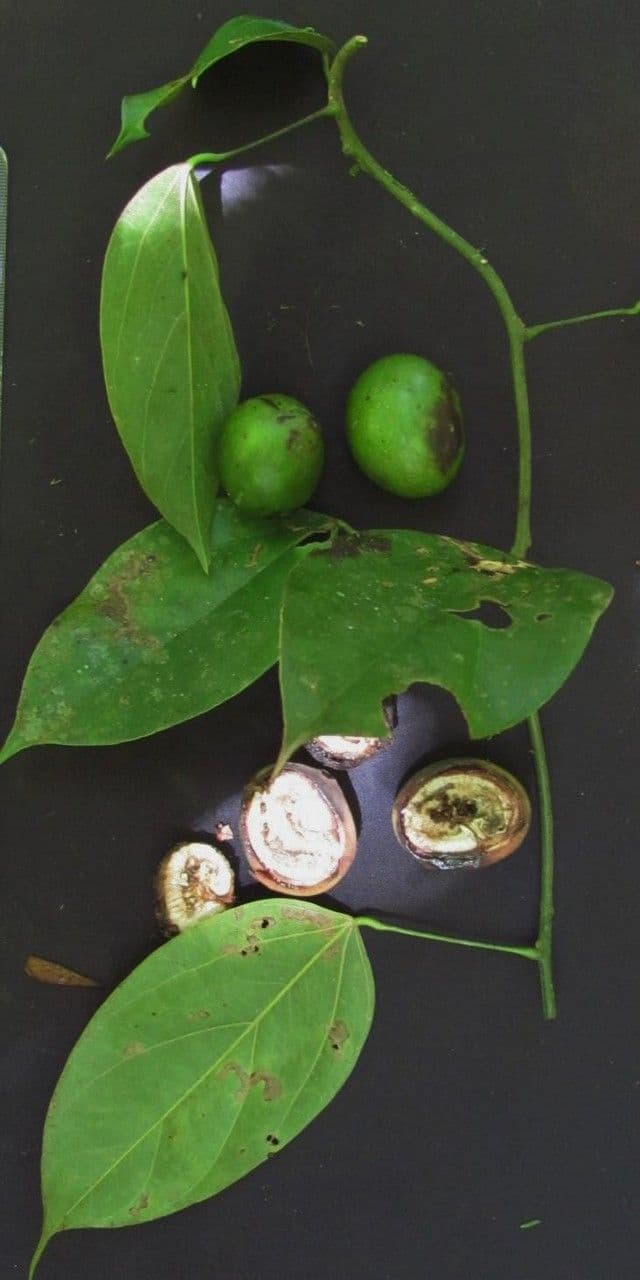 Anomospermum reticulatum 5