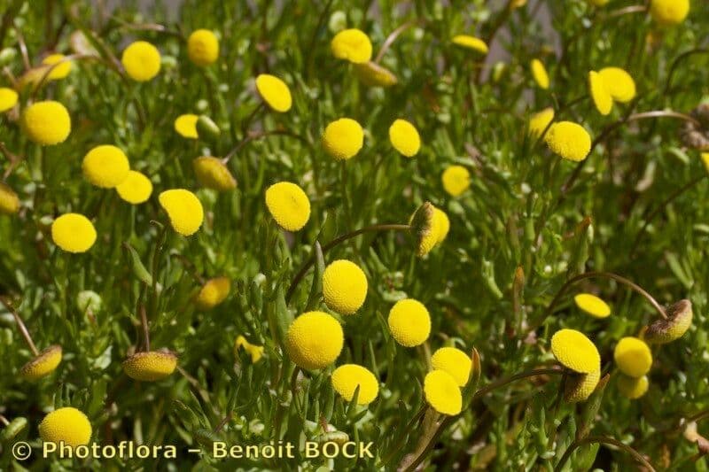 Cotula 18