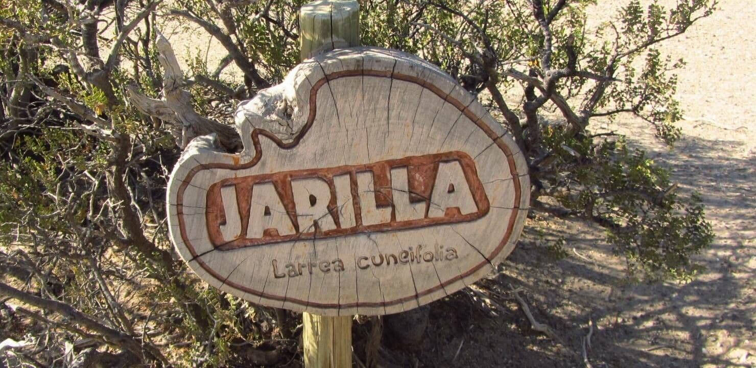 Larrea cuneifolia 7