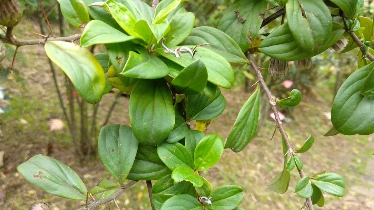 Barnadesia spinosa 3