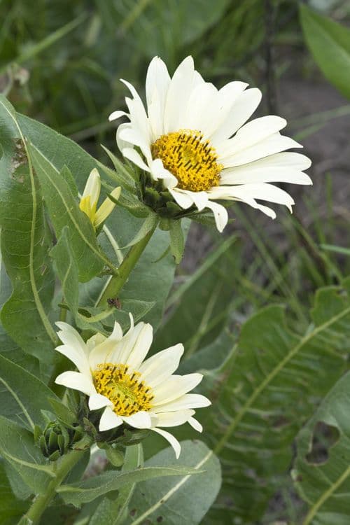 Sonnenblumen-Eselsohr 4