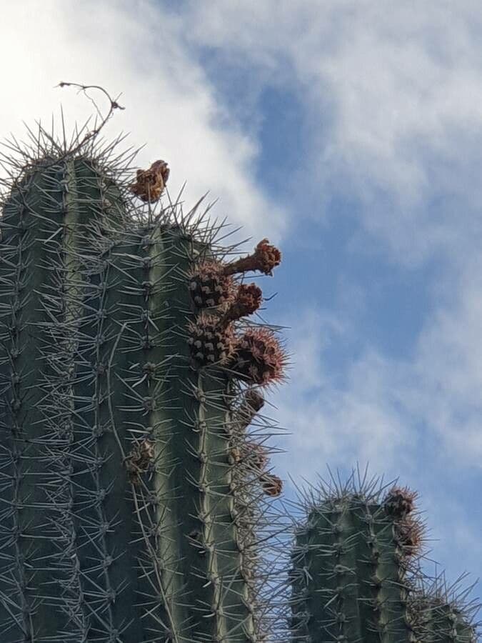 Cactus organo 9