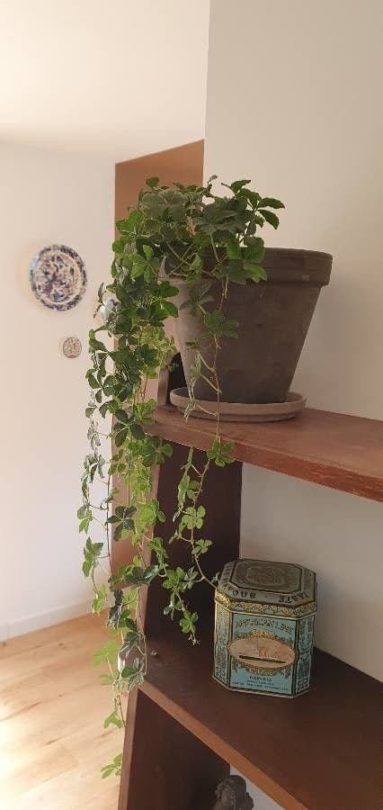 Gynostemma pentaphyllum 14