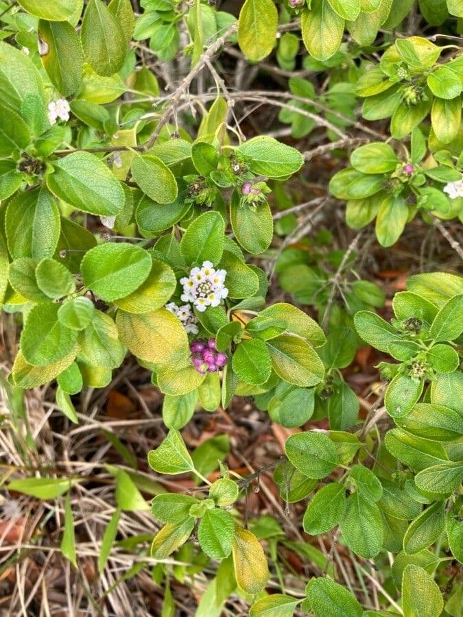 Lantana 6