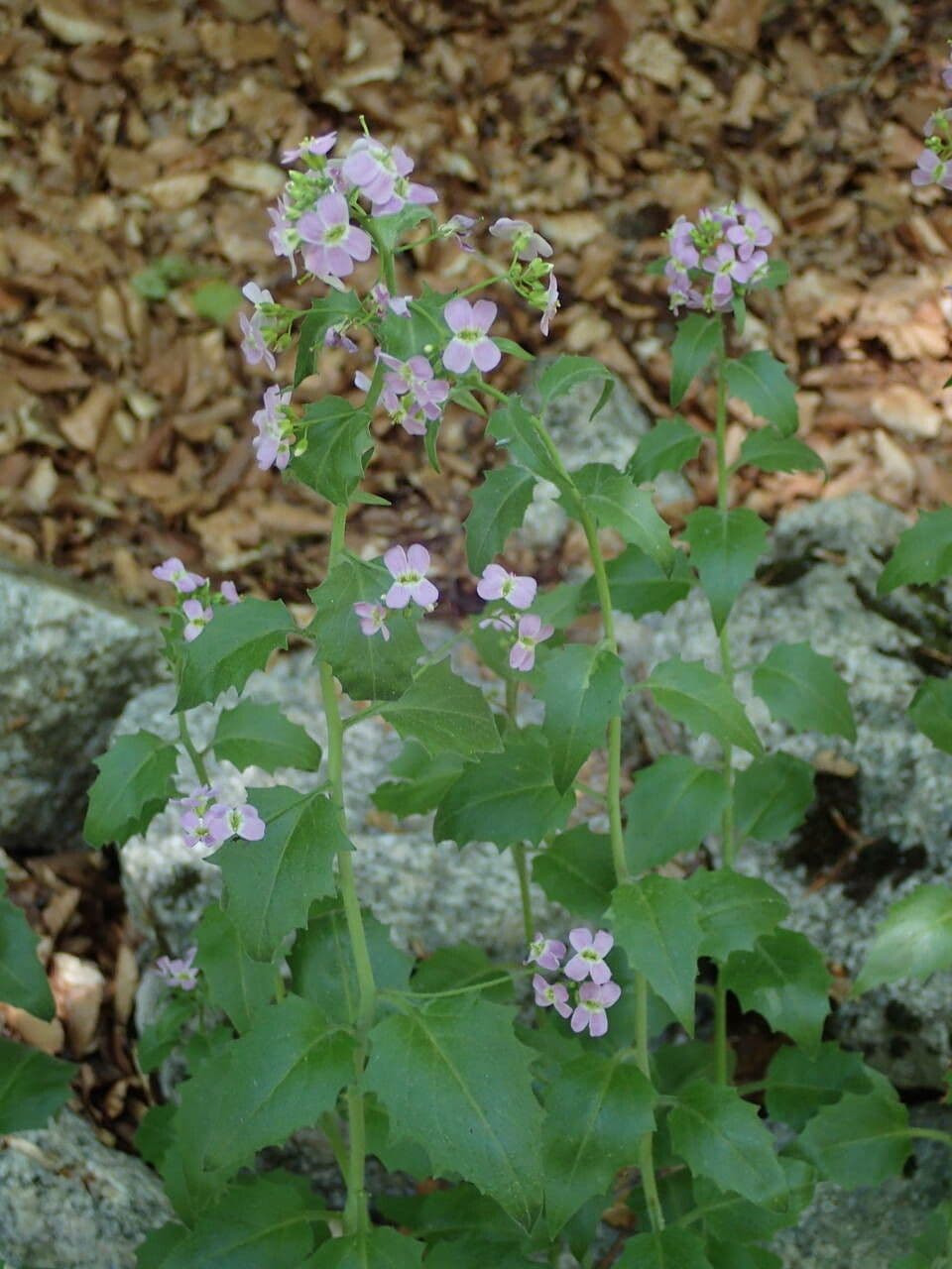 Arabidopsis cebennensis 19